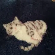 ねこ