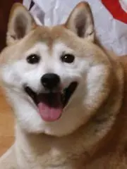 ハヤテ坊