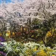 ひーこの画像