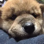 あき