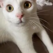 ボンジェリーの画像