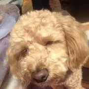 ふにゃっち