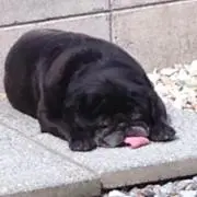 べるの画像