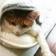 さにゃの画像