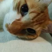 ポコアポコの画像