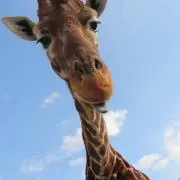 MIRINの画像