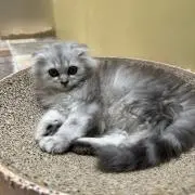 さな