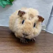 ねねの画像