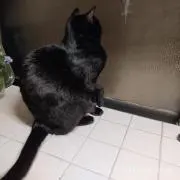 ニコの画像