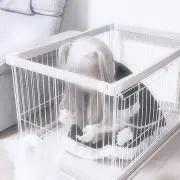 ぴの［当日発送可］の画像