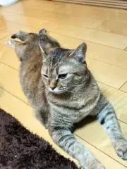 ゆかたんの画像