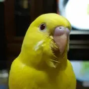 ライムの画像