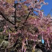 るな（8/26〜31発送できません）の画像