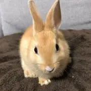 pito koの画像