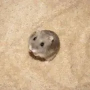 Ryoの画像