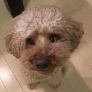 頑張るパパの画像