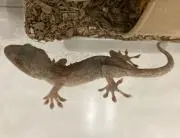 ヤモリんの画像