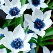 花音　即時発送！の画像
