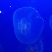やなぎの画像