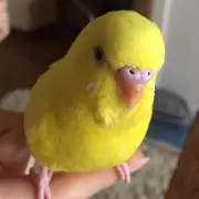 yuzuの画像