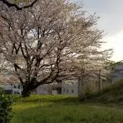 櫻子の画像