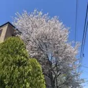 さわご