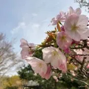 veranoの画像