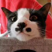 ㍿☻ねこ。おまとめ1点追加で50円引きの画像