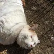 チロ