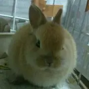 コバシリ【併売中:購入後キャンセル✖︎】の画像