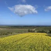 masaの画像