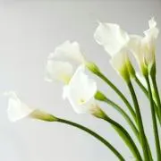 Commonwealthの画像