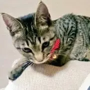 ダーレージャパン パレスマリスベスト レモンポップキャップ Sブック 