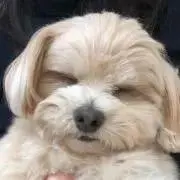 とことこ