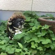 そのはの画像
