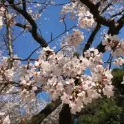 きゃさりんの画像
