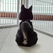 えいちゃんの画像