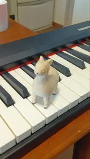 パピヨンの画像