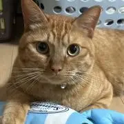 ゆうたん