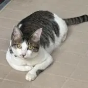 chika 火木発送の画像
