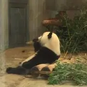 ともの画像