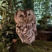ぴろ丸の画像