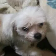 めぐ