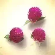 ルン♪   ☆☆プロフ必読☆☆
