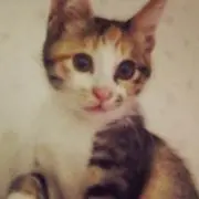 りんりんの画像