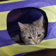 ぶちこの画像