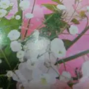 ハッピー