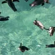 らいぞう
