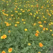 にーにの画像