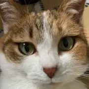 ニャンタ